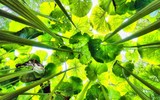 Vùng đất kỳ lạ khiến cây cối 