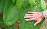 Vùng đất kỳ lạ khiến cây cối 