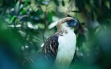 Loài chim phải tự đập mỏ, bẻ móng, nhổ lông để kéo dài tuổi thọ
