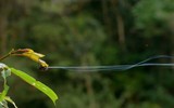 Cận cảnh loài nhện nhả tơ dai gấp 10 lần áo chống đạn