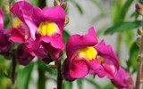 Loài hoa tuyệt đẹp, đáng sợ khi héo và chứa nhiều chất độc hại
