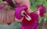 Loài hoa tuyệt đẹp, đáng sợ khi héo và chứa nhiều chất độc hại
