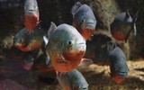 Loài cá nhỏ ăn thịt con mồi đến trơ xương chỉ trong vài giây