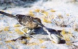 Loài chim lười bay, là sát thủ diệt rắn độc