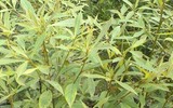 Ngất ngây vẻ đẹp của gỗ nam mộc vàng