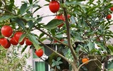Loài cây tài lộc ưa chuộng ở Việt Nam nhưng quả lại rất độc 