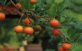 Loài cây tài lộc ưa chuộng ở Việt Nam nhưng quả lại rất độc 
