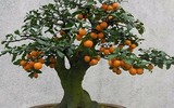 Loài cây tài lộc ưa chuộng ở Việt Nam nhưng quả lại rất độc 