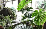 Loại cây cảnh rất độc nhưng có quả ăn cực ngon sau khi chín