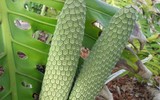 Loại cây cảnh rất độc nhưng có quả ăn cực ngon sau khi chín
