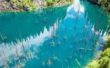 Rừng cây mọc ngược, đẹp như tranh vẽ trong truyện cổ tích