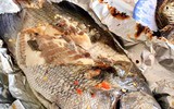 Cá tà ma quý hiếm, đắt đỏ ở Việt Nam