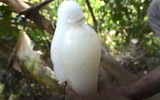 Cây Tà vạt ở Việt Nam cho ra loại nước thơm ngon, bổ dưỡng