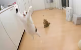 Lý giải khả năng 
