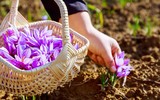 Loài hoa quý có giá đắt hơn vàng 