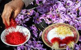 Loài hoa quý có giá đắt hơn vàng 