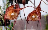 Chiêm ngưỡng những loài lan độc đáo có hình dáng mặt khỉ