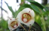 Chiêm ngưỡng những loài lan độc đáo có hình dáng mặt khỉ