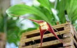 Chiêm ngưỡng những loài lan độc đáo có hình dáng mặt khỉ