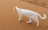 Cách di chuyển kỳ lạ khiến loài mèo nhanh nhẹn và linh hoạt khi săn mồi