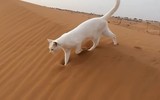 Cách di chuyển kỳ lạ khiến loài mèo nhanh nhẹn và linh hoạt khi săn mồi