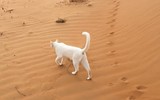 Cách di chuyển kỳ lạ khiến loài mèo nhanh nhẹn và linh hoạt khi săn mồi