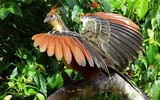 Loài chim ‘hóa thạch sống’, có mùi đáng sợ khiến kẻ thù phải tránh xa