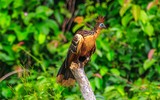 Loài chim ‘hóa thạch sống’, có mùi đáng sợ khiến kẻ thù phải tránh xa