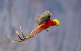 Điểm tên những loài chim quý hiếm nhất thế giới có nguy cơ tuyệt chủng