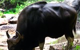 Loài động vật nặng nhất thế giới