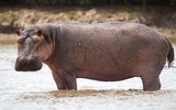 Loài động vật nặng nhất thế giới