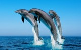 Những loài động vật có nhiều dạ dày nhất hành tinh