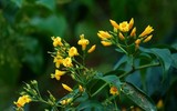 Điểm tên những loài cây độc nhất thế giới 