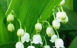 Điểm tên những loài cây độc nhất thế giới 