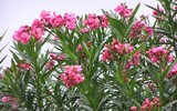 Điểm tên những loài cây độc nhất thế giới 