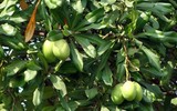 Điểm tên những loài cây độc nhất thế giới 