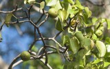 Điểm tên những loài cây độc nhất thế giới 