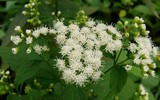 Điểm tên những loài cây độc nhất thế giới 
