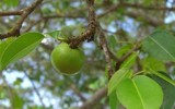 Điểm tên những loài cây nguy hiểm nhất thế giới