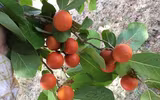 Điểm tên những loài cây nguy hiểm nhất thế giới
