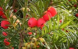 Điểm tên những loài cây nguy hiểm nhất thế giới