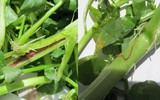 Những loại thực phẩm nguy hiểm vô tình dẫn sán vào người