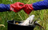 Bí ẩn vụ cá chết trắng sông ở biên giới Đức - Ba Lan