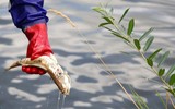 Bí ẩn vụ cá chết trắng sông ở biên giới Đức - Ba Lan