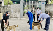 10 người bị phơi nhiễm với 3 con chó dại ở Sóc Sơn đều đã tiêm phòng, lo ngại dịch còn phức tạp