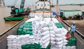 Nhập khẩu gạo tăng mạnh