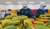 Xuất khẩu rau quả dự báo đạt 7 tỷ USD năm 2024