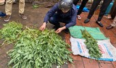 Hà Nội: Xử lý nghiêm vụ trồng gần 400 cây anh túc để… ngâm rượu