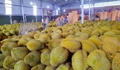 Năm đầu xuất khẩu sầu riêng, Việt Nam thu hơn 2 tỷ USD trong 11 tháng
