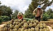 Xuất khẩu sầu riêng trúng lớn, thương lái “tranh mua, tranh bán” nhiễu loạn thị trường